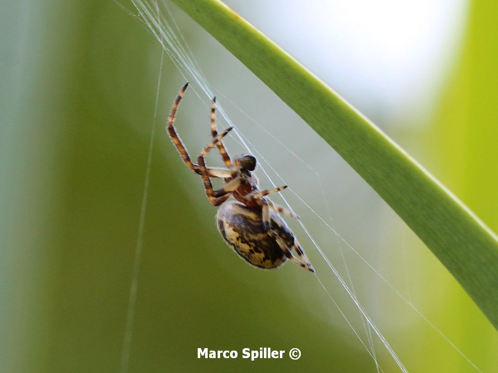 Maschi di Larinioides cornutus - Milano